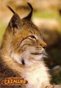 Lynx