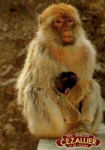 Singe magot