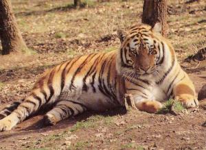 63 Parc animalier d'Auvergne