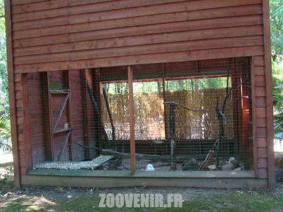 Harfang des neiges - 2011