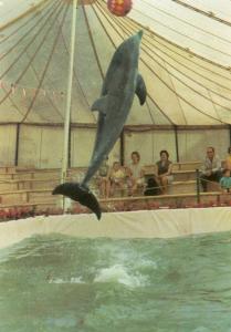 Un des dauphins - 1970