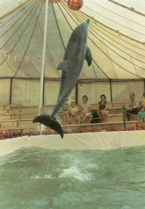 Un des dauphins - 1970