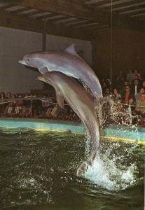 Les dauphins