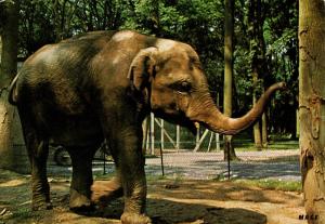 Eléphant d'Asie