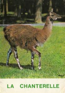 Lama