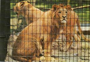 Les Lions