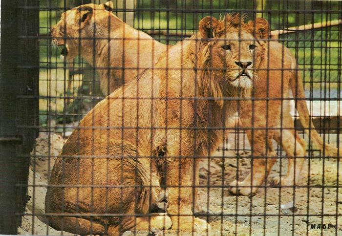 Les Lions