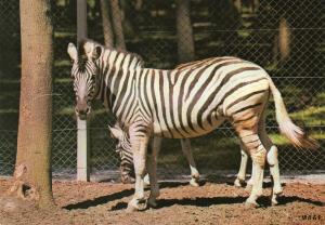 Zèbre - 1974