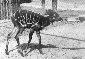 Sitatunga