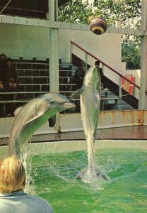 Les célébres Dauphins de Jean Richard et du Capitaine Richard Decker
