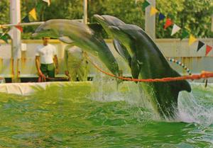 Les célébres Dauphins de Jean Richard et du Capitaine Richard Decker