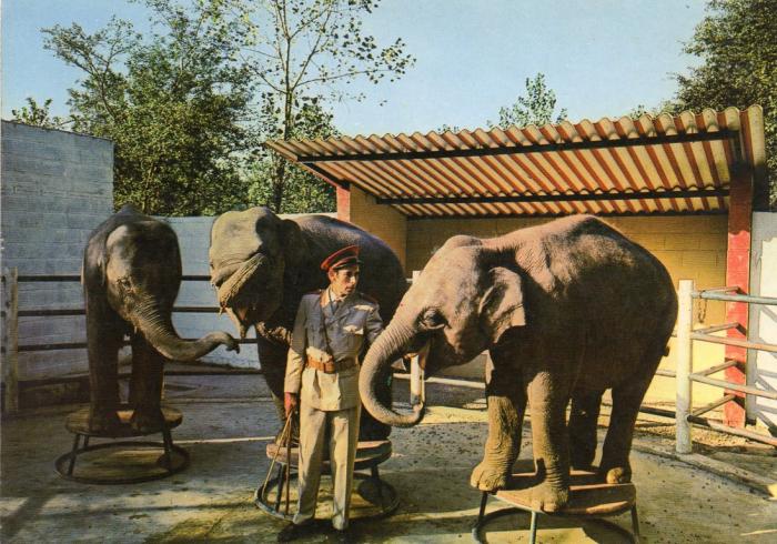La répétition des éléphants - 1967
