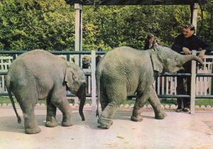 Jo Clavel apprivoise deux jeunes éléphants - 1976