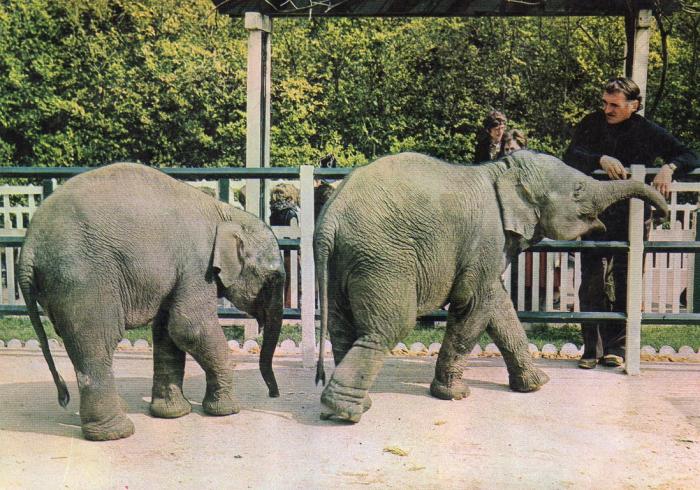 Jo Clavel apprivoise deux jeunes éléphants - 1976