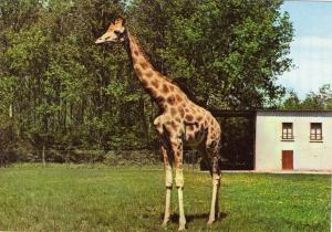 Girafe