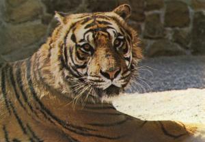 Tigre