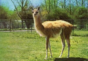 Guanaco