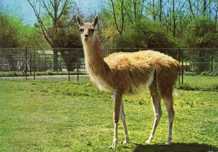 Guanaco