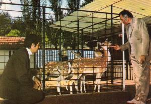 Les Daims - 1973