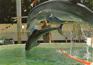 Les célébres Dauphins de Jean Richard et du Capitaine Richard Decker