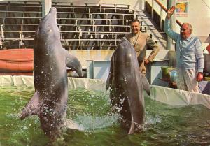 Les célébres Dauphins de Jean Richard et du Capitaine Richard Decker - 1973
