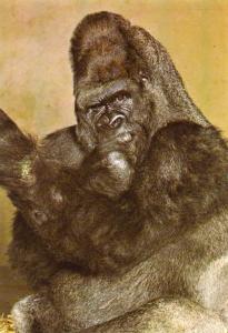 Le gorille King-Kong