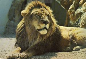 Lion - 1985