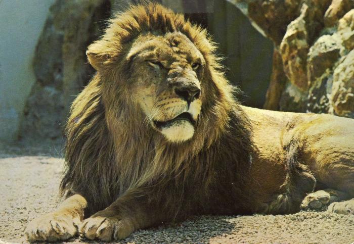 Lion - 1985