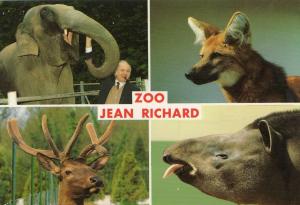 Eléphant - Loup à crinière - Wapiti - Tapir