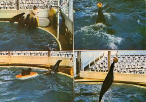 Les otaries dressées par Jo Clavel