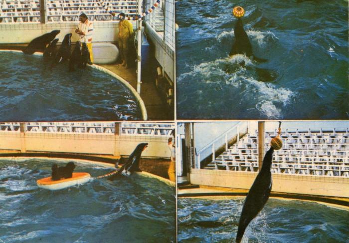 Les otaries dressées par Jo Clavel