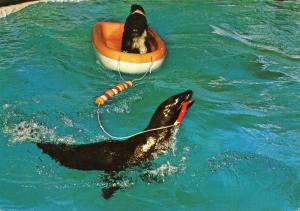 Les otaries du Zoo Jean Richard dressées par Jo Clavel