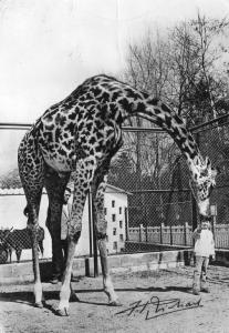 Jean-Pierre Richard et la girafe