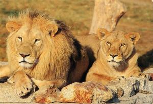 Couple de lions