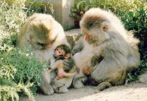 Macaques rhésus