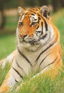 Tigre