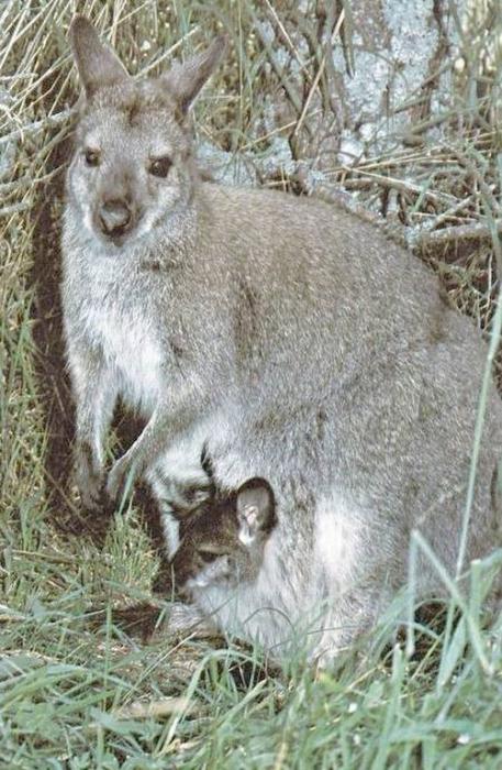 Wallaby de Bennett