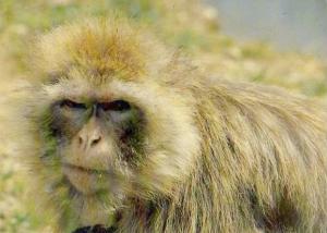 Singe Magot