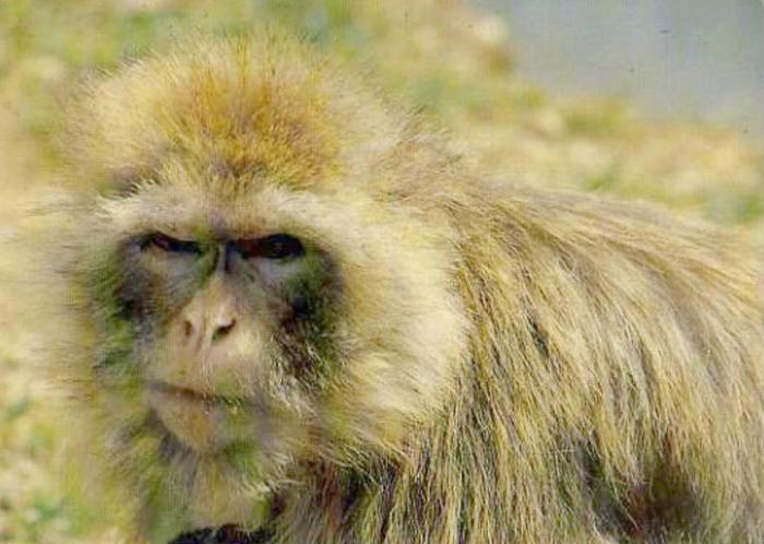 Singe Magot