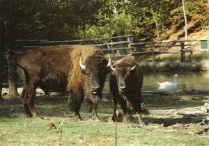 Couple de Bisons - 1987