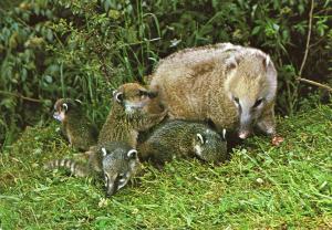 Famille de Coatis - 1987