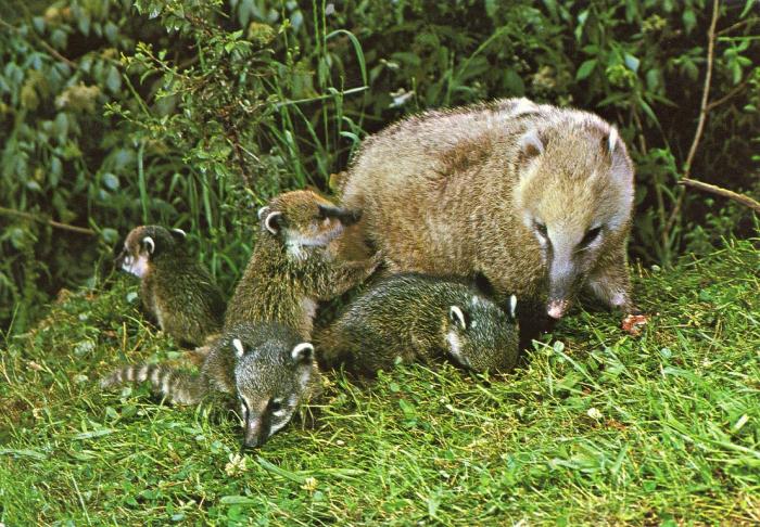 Famille de Coatis - 1987