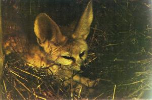 Fennec ou Renard des sables