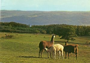 Lamas au pâturage - 1977