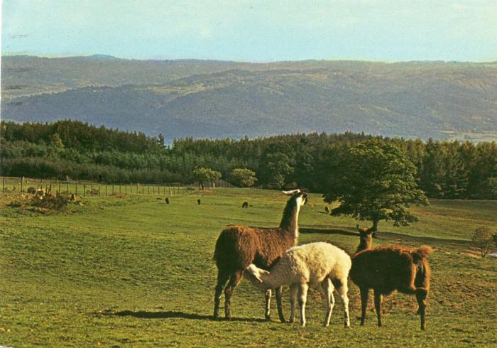 Lamas au pâturage - 1977