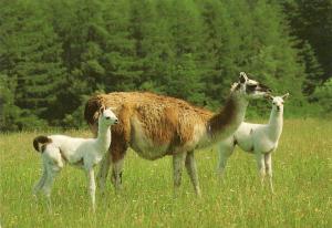 Lama - 1993