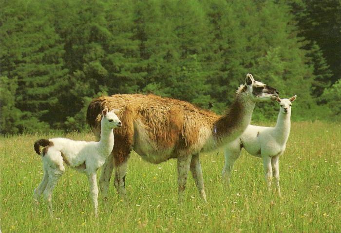 Lama - 1993