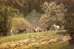 Troupeau de mouflons - 1986