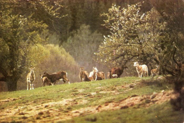Troupeau de mouflons - 1986