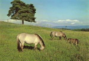Tarpans